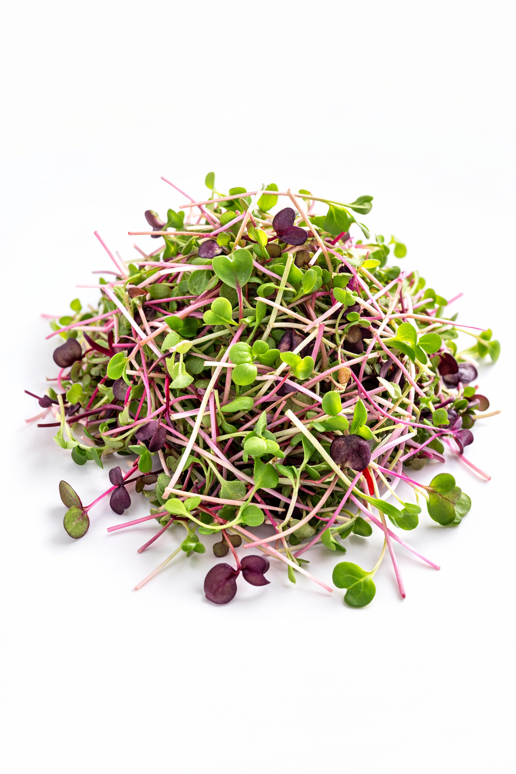 Aroma Mix – drei Sorten Radieschen-Microgreens
